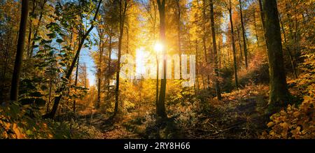 Vibrante paesaggio autunnale nei boschi, con il sole che splende tra le foglie gialle e le sagome dei tronchi d'albero Foto Stock