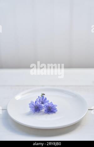 Fiori di cicoria in un piattino con spazio per copiare, su sfondo bianco. Bellissimi fiori blu o viola. Foto di alta qualità Foto Stock