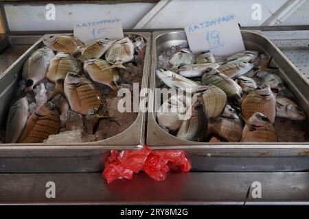 Orma di mare bianco, in latino chiamato Diplodus sargus argus in contenitori di acciaio inossidabile esposti al mercato del pesce. Foto Stock