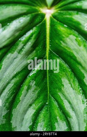Stabilimento di caladio nella foresta pluviale amazzonica, Perú. Foto Stock