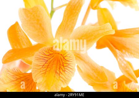 Primo piano dei fiori di dendrobium arancioni Foto Stock