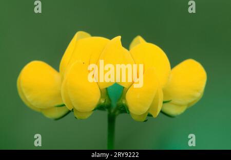 Vetch, Renania settentrionale-Vestfalia (Caronilla vaginalis), Germania Foto Stock