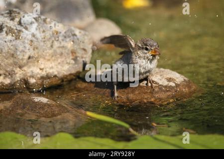 Passero domestico (Passer domesticus) giovani uccelli che fanno il bagno in uno stagno giardino, Allgaeu, Baviera, Germania Foto Stock