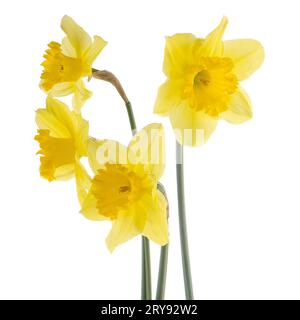 Giallo jonquil fiori Foto Stock