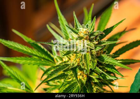 Macro fotografie di gemme di marijuana circondate da foglie. La pianta di cannabis medicinale vista da vicino. Critico è un incrocio tra afghani e Skunk Foto Stock