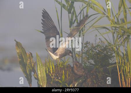 Black Tern (Chlidonias niger), uccello vecchio che dà cibo a uno giovane, Naturpark Flusslandschaft Peenetal, Meclemburgo-Vorpommern, Germania Foto Stock