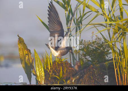 Black Tern (Chlidonias niger), uccello vecchio che dà cibo a uno giovane, Naturpark Flusslandschaft Peenetal, Meclemburgo-Vorpommern, Germania Foto Stock