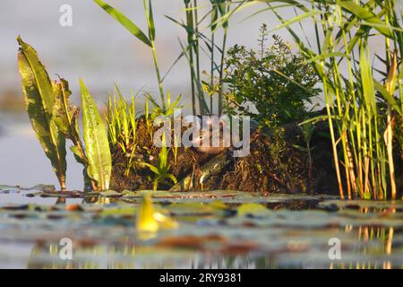 Black Tern (Chlidonias niger), pulcino su un'isola, pullover presso il sito di riproduzione, Flusslandschaft Peenetal Nature Park, Meclemburgo-Western Foto Stock