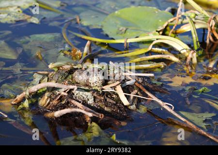 Black Tern (Chlidonias niger), CLUTCH, Eggs in Nest, Peenetal River Landscape Nature Park, Meclemburgo-Pomerania occidentale, Germania Foto Stock