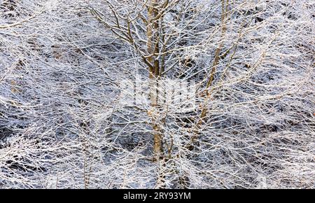 Rami profondamente innevati nella foresta decidua, Mondseeland, Salzkammergut, alta Austria, Austria Foto Stock
