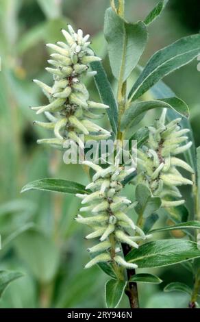 Woolly Willow (Salix lanata), Lofotes, Norvegia Foto Stock