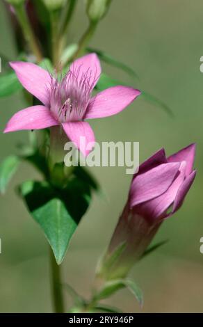 Chiltern Gentian (Gentianella germanica), Baviera, Germania Foto Stock