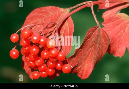 Rosa di Guelder (Viburnum opulus), bacche in tarda estate, rosa di guelder, Germania Foto Stock