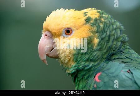 amazzone a testa gialla doppia (Amazona ochrocephala oratrix), Amazzone di Levaillant, Amazzone a testa gialla messicana Foto Stock