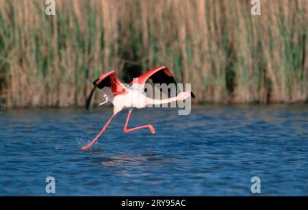 Greater flamingo (Phoenicopterus ruber roseus), Camargue, Francia meridionale Foto Stock