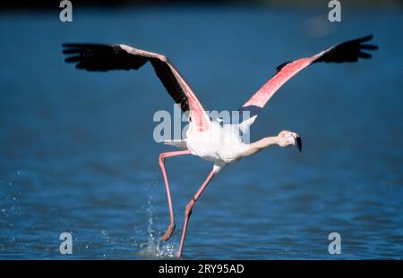 Greater Flamingo (Phoenicopterus ruber roseus), inizio volo, Camargue, Francia meridionale, Greater flamingo, cominciando a volare, nel sud della Francia Foto Stock