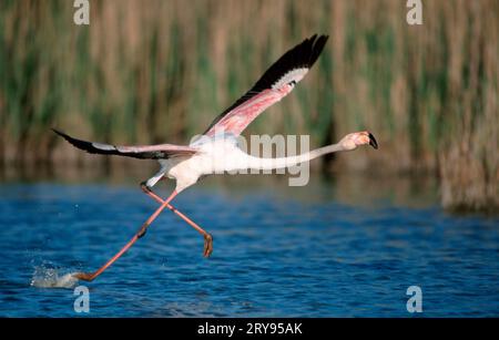 Greater Flamingo (Phoenicopterus ruber roseus), iniziando a volare, Camargue, Francia meridionale Foto Stock
