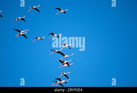 Greater (Phoenicopterus ruber roseus) Flamingos, Camargue, Francia meridionale Foto Stock