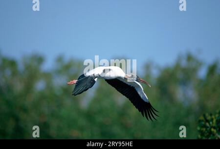 Woodstork (Mycteria americana), Everglades National Park, Florida, USA Foto Stock