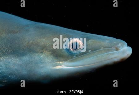 Anguilla europea, Reno, anguilla fluviale europea (Anguilla anguilla), Reno, Germania meridionale, altri animali, altri animali, pesce, pesce, sott'acqua, sott'acqua Foto Stock