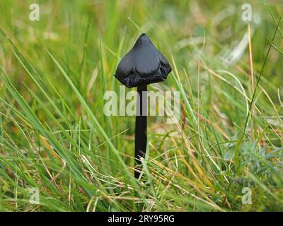 Blackening Waxcap (Hygrocybe conica) che mostra deliquescenza che cresce su prati non migliorati nell'altopiano della Cumbria, Inghilterra, Regno Unito Foto Stock