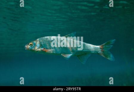 Dace, Baden-Wuerttemberg, Dace comune (Leuciscus leuciscus), stagno di cava, Baden-Wuerttemberg, Europa, altri animali, altri animali, pesci, pesci Foto Stock