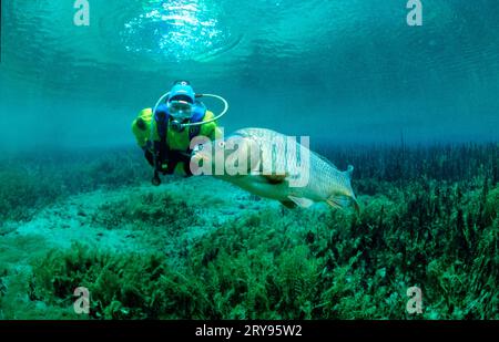 Subacqueo e carpa (Cyprinus carpio), lago di sorgente, Baden-Wuerttemberg, Germania Foto Stock