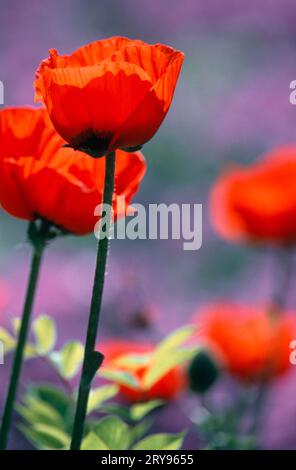 Oriental Poppy (Papaver orientale) "Beauty of Livermere" Foto Stock