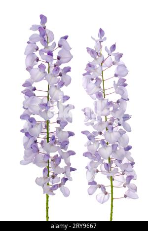 Fiori di glicine Foto Stock