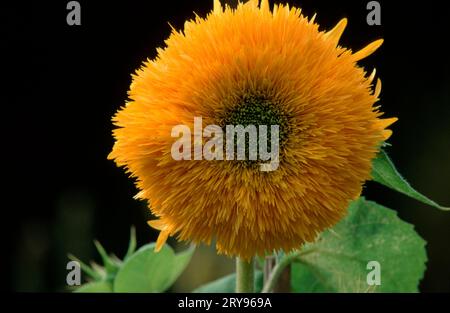Girasole (Helianthus annuus) "Teddybear" Foto Stock