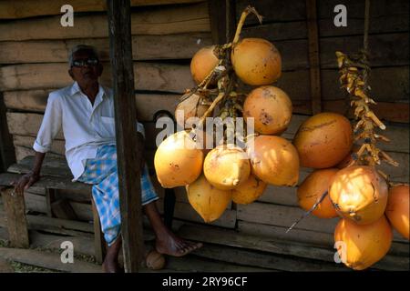 Noci di cocco, noce di cocco, Dambulla, Sri Lanka Foto Stock