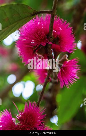 fiore di syzygium jambos Foto Stock