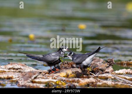 Black Tern (Chlidonias niger), adulto con giovane sul nido, adulto con ponticello sulla frizione, Naturpark Flusslandschaft Peenetal Foto Stock