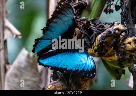 morpho helionor butterfly nella foresta amazzonica, perú. Foto Stock