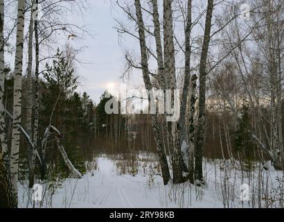 Una betulla accanto a un sentiero in una foresta invernale mista sullo sfondo del sole serale Foto Stock