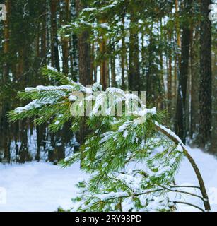 Aghi verdi di un ramo di pino da vicino in una foresta invernale Foto Stock