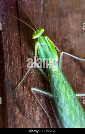 Hierodula (mantide preghiere) Foto Stock