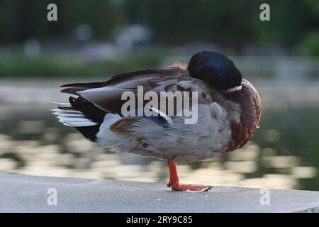 Un'anatra domestica che si trova ai margini di una fontana presso il lago Union (Seattle), che cura le proprie piume. Foto Stock