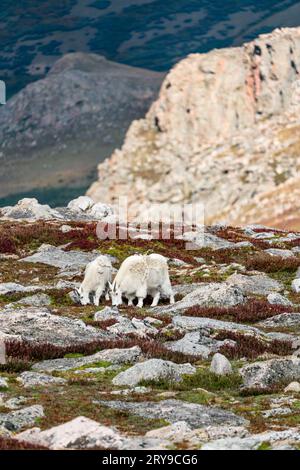 Capre di montagna sul crinale tra il Monte Evans (cielo blu) e il Monte Bierstadt, nella catena del fronte del Colorado. Foto Stock