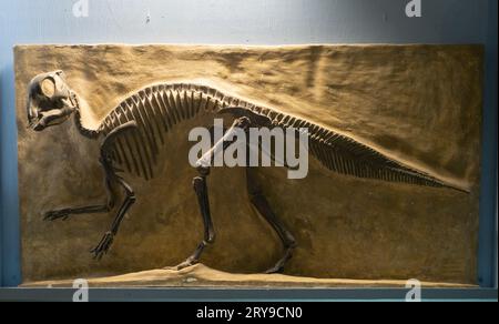 Lo scheletro fossilizzato di un Maiasaura Peeblesorum, o Good Mother Lizard, è esposto al Montana Dinosaur Center di Bynum, Montana. Foto Stock