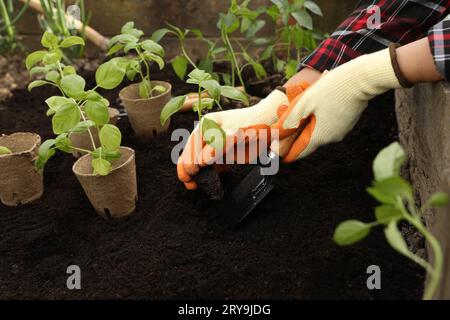 Donna che piantina piantine nel terreno all'aperto, primo piano Foto Stock