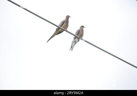 un paio di colombe in lutto appollaiate su un filo Foto Stock