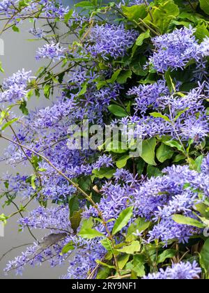 Sandpaper Vine, Petrea Volubilis, finta Wisteria in gloriosa fioritura viola, abbondanti fiori Foto Stock
