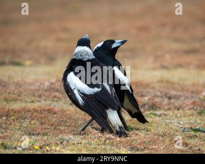Due Magpies australiani che interagiscono tra loro, Australia Foto Stock