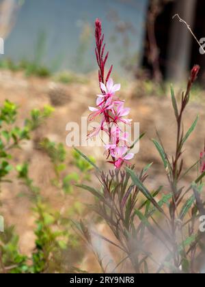 Gaura rosa o Fiori di farfalla Whirling in un giardino australiano dall'aspetto disordinato Foto Stock