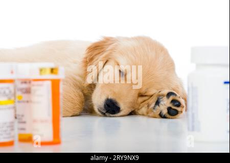 Un simpatico cucciolo Golden Retriever di 8 settimane che dorme sdraiato su uno sfondo bianco con bottiglie di pillole da prescrizione. Missy. Foto Stock