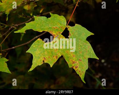 Foglia d'acero infetta da fungo. Quebec, Canada Foto Stock