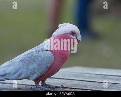 Galah grigia e rosa seduto su un tavolo barbecue a mangiare semi. Sfondo sfocato e spazio di copia. Foto Stock