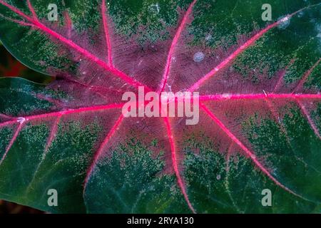 Bicolore di caladio nella foresta pluviale amazzonica, Perú. Foto Stock