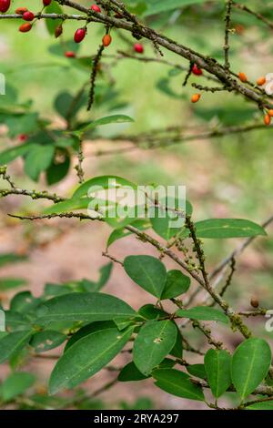 Foglie di coca nella giungla peruviana, amazzonica, Perú. Foto Stock